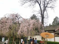 -西安青龙寺遗址景区