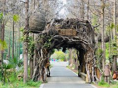 -东平国家森林公园