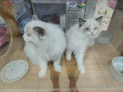 -宝鸡东道花鸟鱼虫市场(吉利花园商场店)