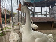 -河北村民俗体验园
