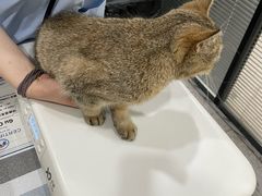 -四月宠物医院·猫专科·心脏专科·内科(转塘店)