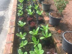 -Ohkajhu Organic Farm Sansai