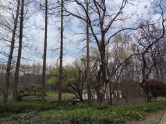 -上海共青森林公园