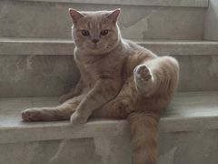 -Catmate·猫肥家润(金润铂宫店)