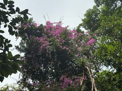 -深圳国际园林花卉博览园