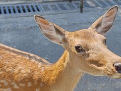 -常州淹城野生动物世界