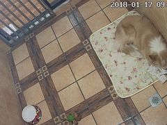 -西元前宠物酒店(郑庄府邸店)