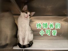 -安安宠医·普外科·内科·心超(佛山同济分院)