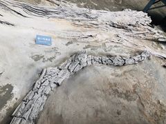 景点-金沙遗址博物馆