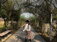 -上海长兴岛郊野公园