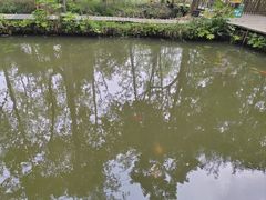 -合肥滨湖国家森林公园