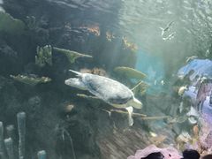 -华夏文旅海洋公园