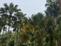 -中国科学院西双版纳热带植物园