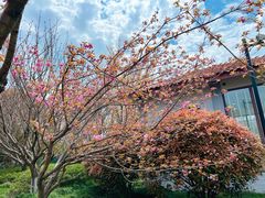 -高东镇樱花园
