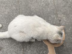 -BABIT巴比特宠物(MOMOPARK店)