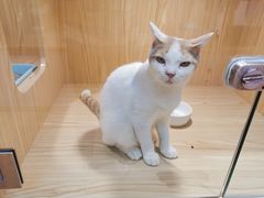 -屋虎猫馆(宝安大仟里店)