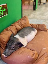 -神奇动物撸宠馆·羊驼·小浣熊·异宠(豫园店)