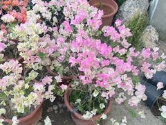 -龙大花卉苗木市场