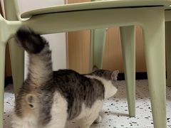 -瑞派康怡24h宠物医院·犬猫医疗中心·微创绝育(瑞景分院)