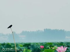 -白洋淀景区