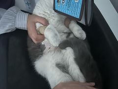 -萌兽医馆·宠物医院·猫骨科(创景店)