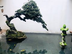 -觀芷隐轩