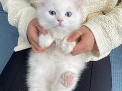 -创凡宠物医院·骨专科  猫科中心(西乡分院)