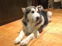 -more than meow吴止猫主题餐厅(承德 中船汇店)