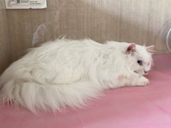 -北京观赏动物医院·24小时大型综合·猫专科·异宠专科