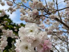 -天适樱花悠乐园