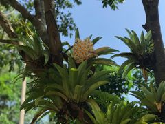 -深圳仙湖植物园