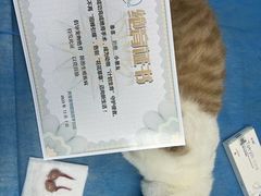 -天宠宠物医院24小时·急重症诊疗中心·全科·腔镜特色(和平分院)