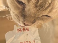 -藏猫猫咖啡主题馆(中央大道店)