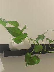 -Dr.林醫生产后修复·配方产康店(南京大厂店)