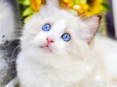 -十年猫舍·猫咪专门店(普陀店)