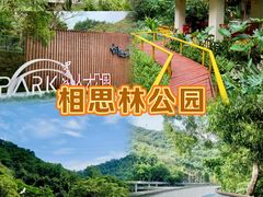 -银湖山郊野公园-相思林