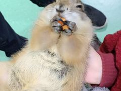 -藦茜花园宠物主题亲子互动体验馆(国顺东路店)