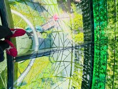 -黄海国家森林公园