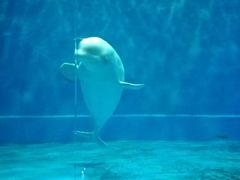 -芜湖新华联大白鲸海洋公园