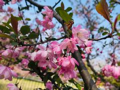 -上海共青森林公园