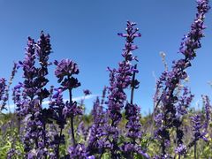 -北京东方普罗旺斯薰衣草庄园