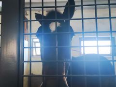 -北京群众马术培训基地