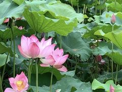 -厦门园林博览苑