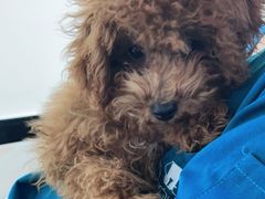 -安安宠医·安宠宠物医院