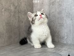 -小猫来了·猫舍(红山六九七九店)