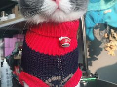 -喵zoo家庭繁育猫舍(尖东智能花园店)