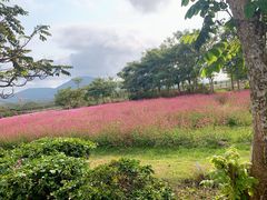 -亚龙湾国际玫瑰谷