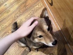 -柴务处·柴犬主题狗咖