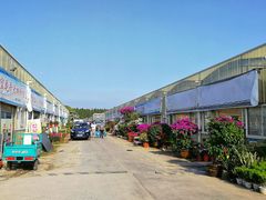 -龙大花卉苗木市场