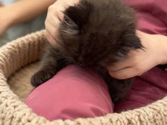 -安安宠医宠物医院·异宠·犬猫内科(岳阳分院)
